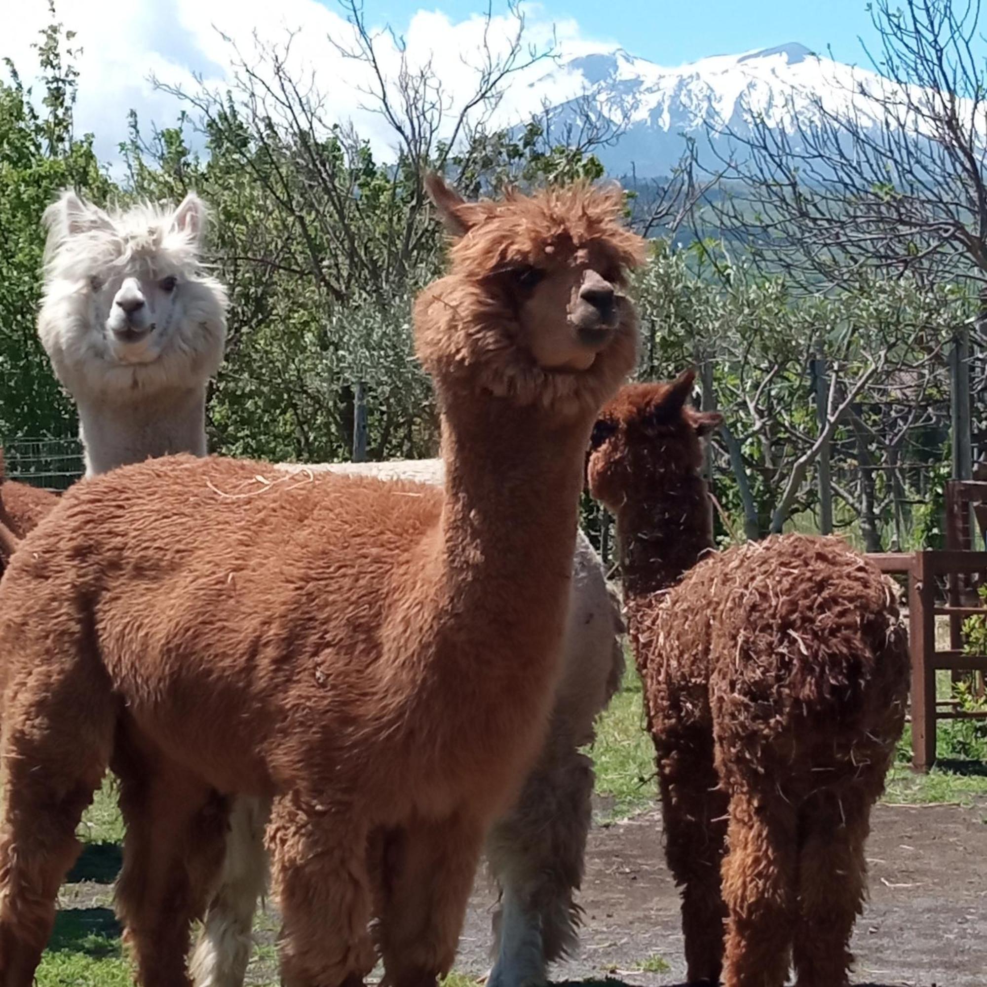 Alpaca Etna Rooms Da Mariagiovanna Linguaglossa Exterior foto